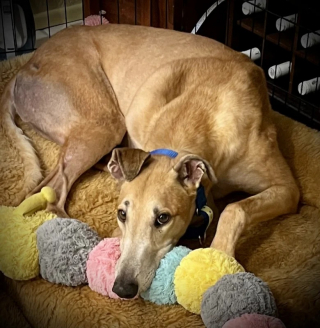 Illustration de l'article : Près de 200 lévriers anglais vont pouvoir se reposer après la fermeture d’un important cynodrome