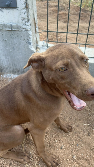 Illustration de l'article : Le célèbre chanteur Liam Gallagher recueille une chienne sans famille et aide au financement d’un hôpital pour chiens (vidéo)