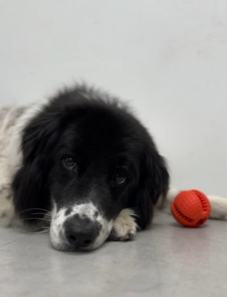 Illustration de l'article : Un chien de refuge délaissé depuis plus de 700 jours voit son destin changer grâce à une courte vidéo