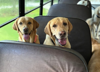Illustration de l'article : Un chien errant en quête d’amour suit un bus pour retrouver son unique ami