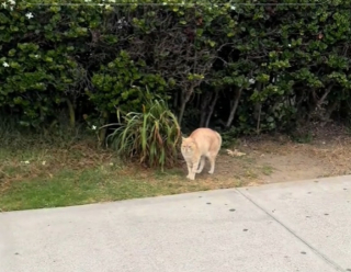 Illustration de l'article : Ce Dalmatien s’est lié d’amitié avec un chat du voisinage et vient le saluer tous les jours (vidéo)