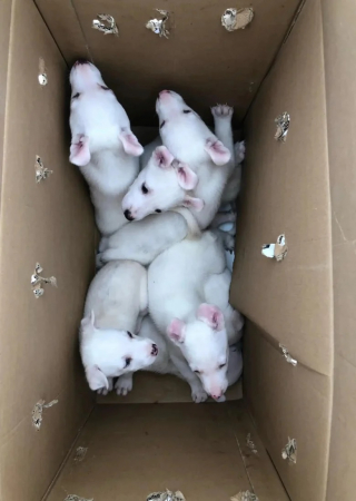 Illustration de l'article : Des chiots atteints de handicap sont abandonnés dans une boîte en carton et recueillis par un refuge