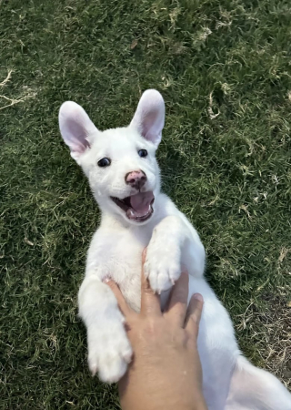 Illustration de l'article : Des chiots atteints de handicap sont abandonnés dans une boîte en carton et recueillis par un refuge