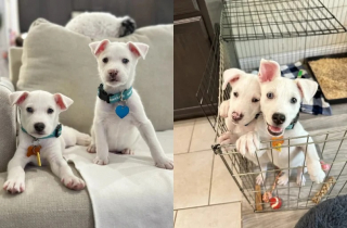 Illustration de l'article : Des chiots atteints de handicap sont abandonnés dans une boîte en carton et recueillis par un refuge