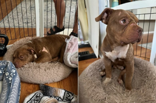 Illustration de l'article : De retour de vacances, une famille découvre un chien blessé dans leur jardin et décide de lui offrir une nouvelle vie