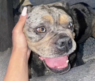 Illustration de l'article : Abandonnée en pleine rue, une chienne maltraitée trouve refuge et réconfort sous le porche d’une maison (vidéo)