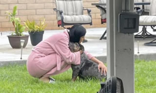 Illustration de l'article : Abandonnée en pleine rue, une chienne maltraitée trouve refuge et réconfort sous le porche d’une maison (vidéo)