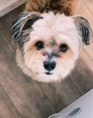 Illustration de l'article : Ce chien jovial accueille les clients d’un magasin en leur faisant des câlins (vidéo)