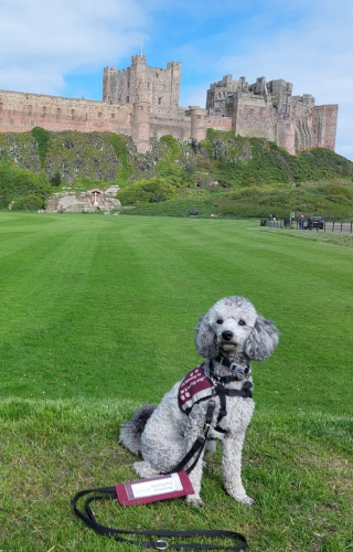 Illustration de l'article : Un jeune enfant sourd et anxieux retrouve le sourire grâce à l’amour d’un gentil chien