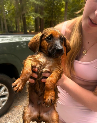 Illustration de l'article : Des promeneurs découvrent 3 chiots apeurés et abandonnés au bord de l’eau