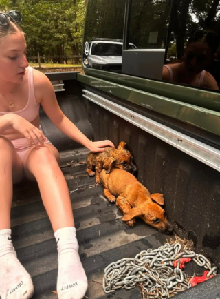Illustration de l'article : Des promeneurs découvrent 3 chiots apeurés et abandonnés au bord de l’eau