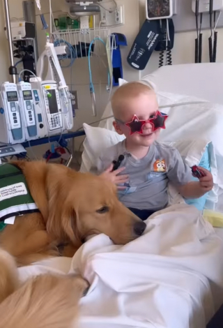 Illustration de l'article : Ce Golden Retriever sait comment redonner le sourire à un petit garçon atteint d’un cancer lors de ses visites à l’hôpital (vidéo)