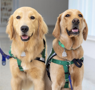 Illustration de l'article : Ce Golden Retriever sait comment redonner le sourire à un petit garçon atteint d’un cancer lors de ses visites à l’hôpital (vidéo)