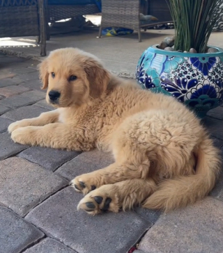 Illustration de l'article : Ce chiot acrobate ne laisse aucune barrière l’empêcher de rejoindre ses amis chiens (vidéo)