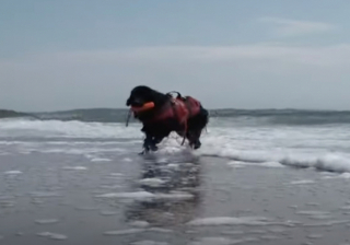 Illustration de l'article : À 11 mois, Bell, la chienne Terre-Neuve future sauveteur en mer, suit sa formation avec assiduité 