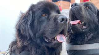 Illustration de l'article : À 11 mois, Bell, la chienne Terre-Neuve future sauveteur en mer, suit sa formation avec assiduité 