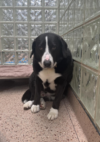 Illustration de l'article : Après un difficile retour au refuge après 8 années de vie de famille, Max trouve enfin ses maîtres pour la vie (vidéo)