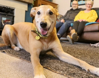 Illustration de l'article : Après avoir patienté 4 ans, Jake, un croisé Lévrier, peut enfin prendre un nouveau départ (vidéo)