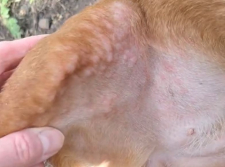 Illustration de l'article : Une chienne fait une allergie durant une promenade et sa maîtresse la soigne grâce à sa trousse de secours (vidéo)