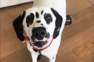 Illustration de l'article : Ce Dalmatien espiègle trouve très amusant de jeter ses jouets par la fenêtre (vidéo)