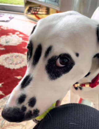 Illustration de l'article : Ce Dalmatien espiègle trouve très amusant de jeter ses jouets par la fenêtre (vidéo)