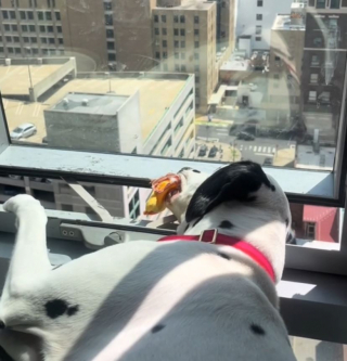 Illustration de l'article : Ce Dalmatien espiègle trouve très amusant de jeter ses jouets par la fenêtre (vidéo)