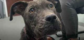 Illustration de l'article : L’association PETA tente de sauver un chien victime de négligence, mais son propriétaire abusif refuse qu’on l’approche