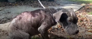 Illustration de l'article : L’association PETA tente de sauver un chien victime de négligence, mais son propriétaire abusif refuse qu’on l’approche