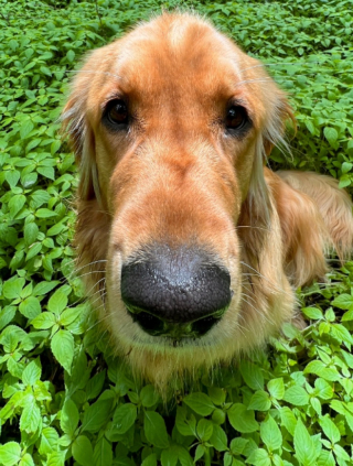 Illustration de l'article : Cette Golden Retriever devient folle de joie au moment d&rsquo;accueillir sa nouvelle amie dans sa maison (vid&eacute;o)