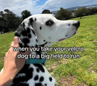 Illustration de l'article : Ce Dalmatien aime tellement sa maîtresse qu’il préfère rester avec elle plutôt que de jouer dans le pré (vidéo)