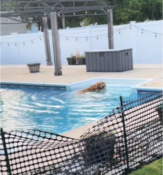 Illustration de l'article : Tucker, le Golden Retriever têtu, a décidé qu’il irait se baigner lorsqu’il l’a décidé, malgré la barrière installée par ses maîtres (vidéo)