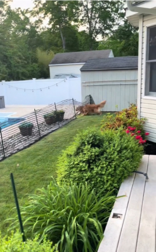 Illustration de l'article : Tucker, le Golden Retriever têtu, a décidé qu’il irait se baigner lorsqu’il l’a décidé, malgré la barrière installée par ses maîtres (vidéo)