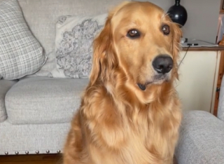 Illustration de l'article : Tucker, le Golden Retriever têtu, a décidé qu’il irait se baigner lorsqu’il l’a décidé, malgré la barrière installée par ses maîtres (vidéo)