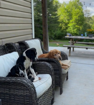 Illustration de l'article : Ce chien joyeux et débordant d’amour vit entouré d’animaux comme dans un film Disney