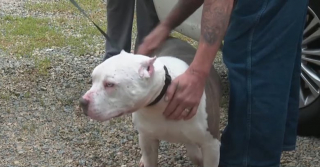 Illustration de l'article : La vie de ce chien malade et abandonné provoque une vague de solidarité au service de nombreux animaux