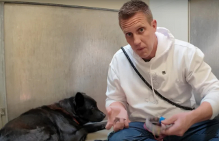 Illustration de l'article : Abandonnée par deux fois, cette chienne craintive et méfiante reprend confiance en elle grâce à « l’homme qui s’assied avec les chiens » (vidéo)