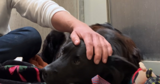 Illustration de l'article : Abandonnée par deux fois, cette chienne craintive et méfiante reprend confiance en elle grâce à « l’homme qui s’assied avec les chiens » (vidéo)