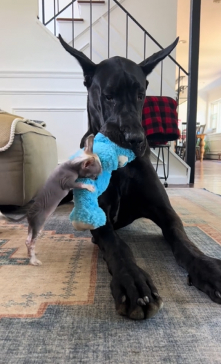 Illustration de l'article : Ces 2 toutous forment un duo inséparable, malgré leur différence de taille (vidéo)