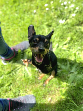 Illustration de l'article : Une association fait 700 kilomètres pour venir en aide à une chienne née sans pattes (vidéo)