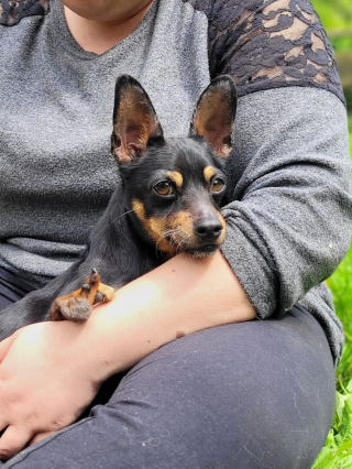 Illustration de l'article : Une association fait 700 kilomètres pour venir en aide à une chienne née sans pattes (vidéo)