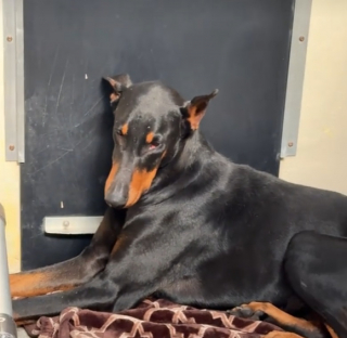 Illustration de l'article : Cette Dobermann triste et sans famille retrouve le sourire après une bonne nouvelle (vidéo)
