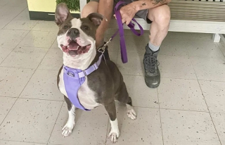 Illustration de l'article : Après plus de 420 jours passés dans un refuge, cette chienne a enfin droit au bonheur