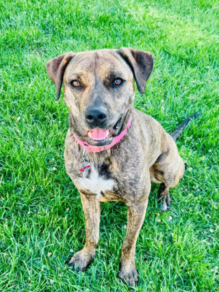 Illustration de l'article : Après avoir été 3 fois adoptée et 3 fois rejetée, cette chienne de refuge se tourne vers sa famille d’accueil