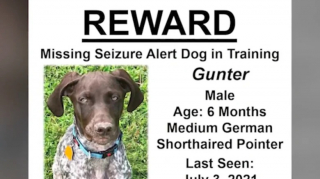 Illustration de l'article : Alors que le chien d’assistance d’un vétéran demeure introuvable, un garçon de 11 ans se lance à sa recherche