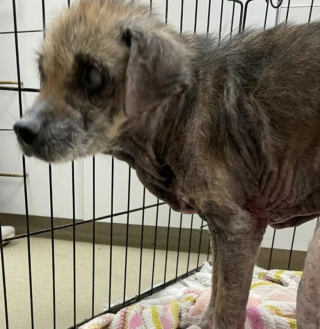 Illustration de l'article : Cette vieille chienne sourde et aveugle voyage avec son maître pour découvrir tous les ponts de la région