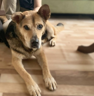 Illustration de l'article : Ce chien &acirc;g&eacute; rejoint une famille d&rsquo;accueil qui va changer sa vie &agrave; jamais