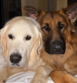 Illustration de l'article : Ce Berger Allemand calme ses congénères alors qu’ils aboient sur un ouvrier (vidéo)