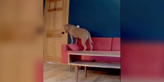 Illustration de l'article : Cette chienne victime d’abandon a trouvé une famille d’accueil aimante et ne veut pas la lâcher