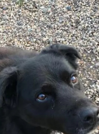 Illustration de l'article : Ce Border Collie détecte un grave problème de santé chez son maître et fait tout pour l’avertir afin de le sauver