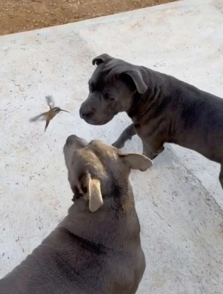 Illustration de l'article : Ces 2 Pitbulls deviennent amis avec un adorable colibri sauvage (vidéo)